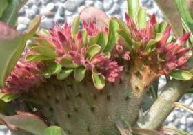 Адениум обесум Desert rose Red flabellate, 3 семени