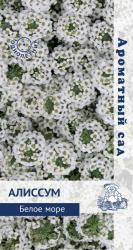 Алиссум Белое море (Поиск)