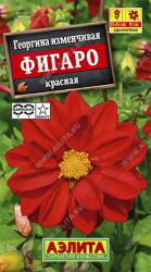 Георгина Фигаро красная (Аэлита)