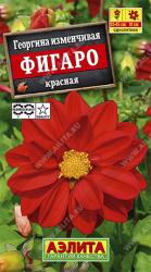 Георгина Фигаро красная (Аэлита)