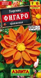 Георгина Фигаро оранжевый (Аэлита)
