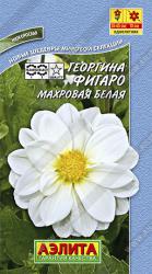 Георгина Фигаро белый (Аэлита)
