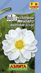 Георгина Фигаро белый (Аэлита)