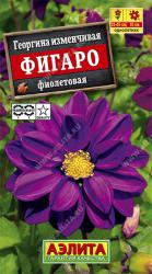 Георгина Фигаро фиолетовый (Аэлита)