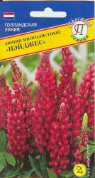 Люпин Пейджес многолетний (Престиж)
