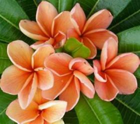 Плюмерия Orange Bouquet 2 семени