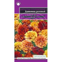 Бархатцы отклоненные Хамелеон розовый (Гавриш)