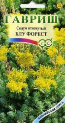 Седум отогнутый Блу форест (Гавриш)