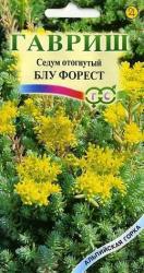 Седум отогнутый Блу форест (Гавриш)