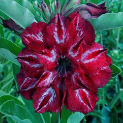 Адениум обесум Triple Flower KO-285 2 cемени