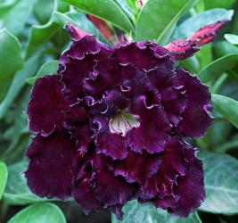 Адениум обесум Triple Flower KO-244 2 cемени
