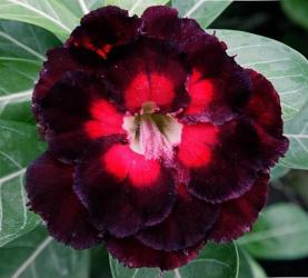 Адениум обесум Triple Flower KO-241 2 cемени