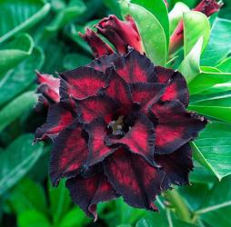 Адениум обесум Triple Flower KO-231 2 cемени