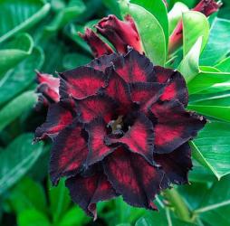 Адениум обесум Triple Flower KO-231 2 cемени