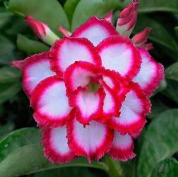 Адениум обесум Triple Flower KO-223 2 cемени