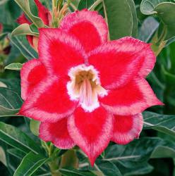 Адениум обесум Double Flower KO-213 2 cемени