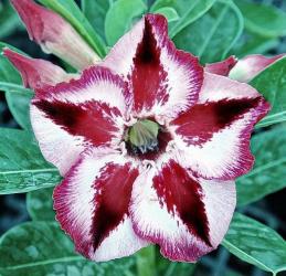 Адениум обесум Desert rose КО-204, 2 семени