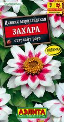 Цинния Захара старлайт роуз (Аэлита)