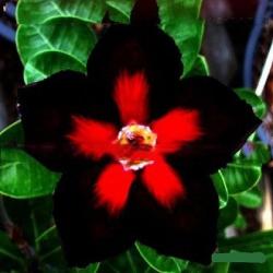 Адениум обесум Desert rose Black edition 3 cемени