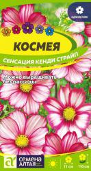Космея Сенсация кенди страйп (Семена Алтая)