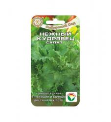 Салат Нежный кудрявец (Сибирский сад)