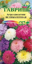 Астра Великолепная, смесь (Гавриш)
