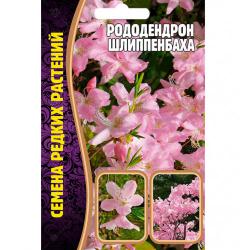 Рододендрон Шлиппенбаха (Частная коллекция)