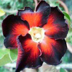 Адениум обесум Desert rose Black independent, 3 семени
