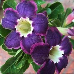 Адениум обесум Desert rose Cool blues, 2 семени