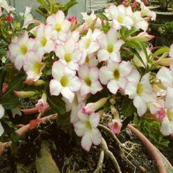 Адениум обесум Desert rose Focus, 3 семени