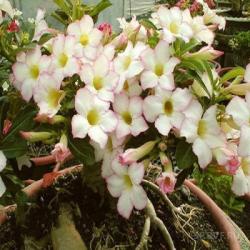 Адениум обесум Desert rose Focus, 3 семени