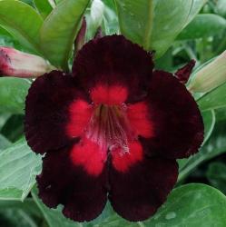Адениум обесум Desert rose KO-201, 2 семени