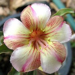 Адениум обесум Desert rose wheel of love, 3 семени