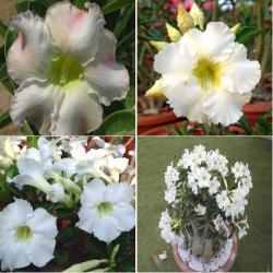 Адениум обесум Desert rose White mixed, 5 семян