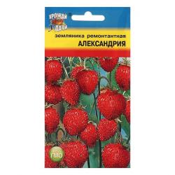 Земляника Александрия F1 (Урожай Удачи) семена