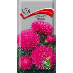 Астра игл Афродита (Поиск)
