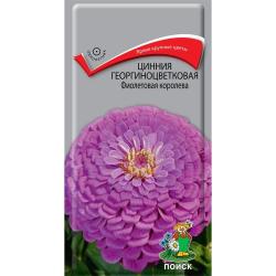 Цинния Фиолетовая королева (Поиск)