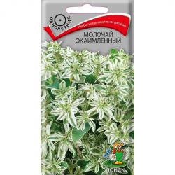 Молочай окаймленный (Поиск)