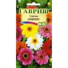 Георгина изменчивая Анвинс (Гавриш)