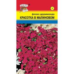 Флокс друммонда Красотка в малиновом (Урожай Удачи)