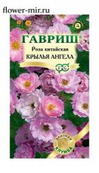 Роза китайская Крылья ангела (Гавриш)