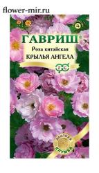 Роза китайская Крылья ангела (Гавриш)