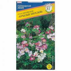 Роза китайская Крылья ангелов (Престиж)