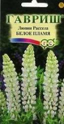 Люпин Белое пламя (Гавриш)