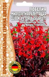 Лобелия многолетняя Queen Victoria skarlet (Частная коллекция)