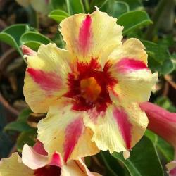 Адениум обесум Desert rose Amber cloud 2 cемени