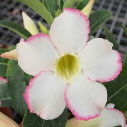Адениум обесум Desert rose KO-142, 2 семени