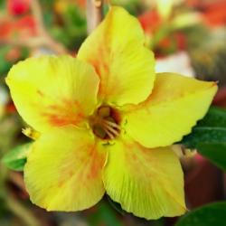 Адениум обесум Desert rose КО-158, 2 семени