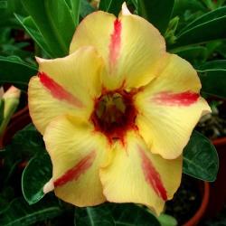 Адениум обесум Desert rose KO-53, 2 семени
