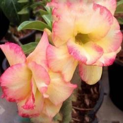 Адениум обесум Double flower Нybrid chameleon 3 cемени